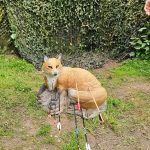 Bowhunterliga Bad Kreuznach Mai2026